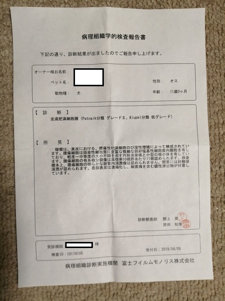 皮膚肥満細胞腫 グレードU